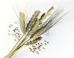 Dinkel